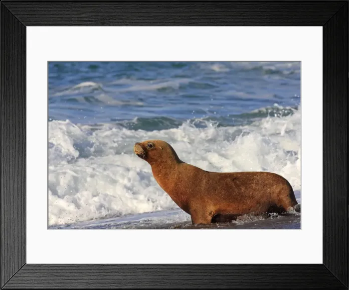 Framed Print : South American Sealion - on beach. Punta Norte - Valdes peninsula - Argentina. formerly Otaria byronia Framed Print : South American Sealion - on beach. Punta Norte - Valdes peninsula - Argentina. formerly Otaria byronia
