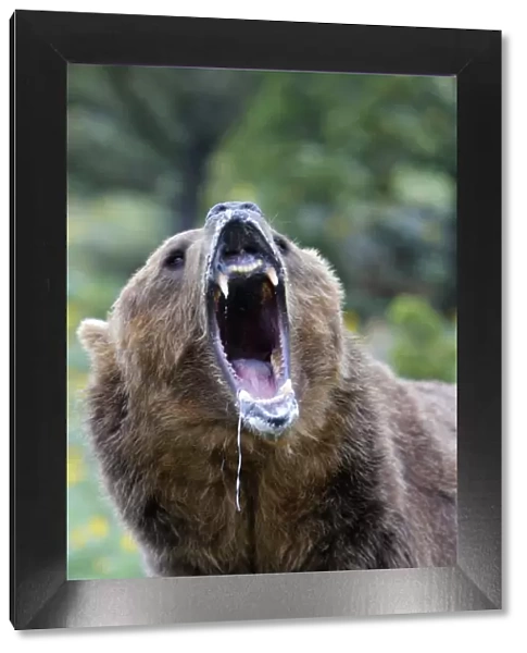 Grizzly bear - roaring  /  callling. Montana - USA
