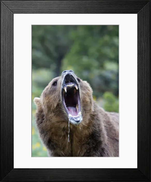 Framed Print : Grizzly bear - roaring / callling. Montana - USA Framed Print : Grizzly bear - roaring / callling. Montana - USA