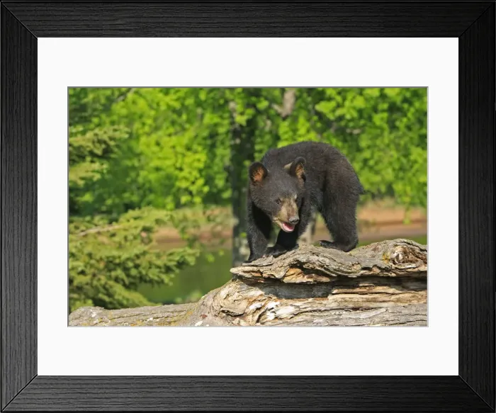 Framed Print : North American Black Bear - Spring cub 4 months old. Minnesota - United States Framed Print : North American Black Bear - Spring cub 4 months old. Minnesota - United States