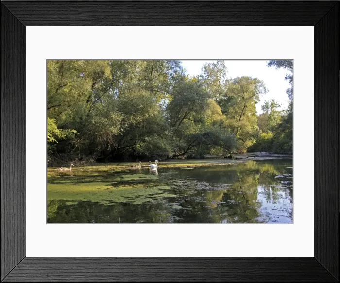 Framed Print : Swans - on water. Rhine Forest - Alsace - France Framed Print : Swans - on water. Rhine Forest - Alsace - France