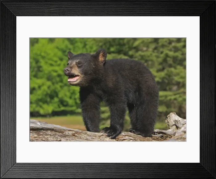 Framed Print : North American Black Bear - Spring cub 4 months old. Minnesota - United States Framed Print : North American Black Bear - Spring cub 4 months old. Minnesota - United States
