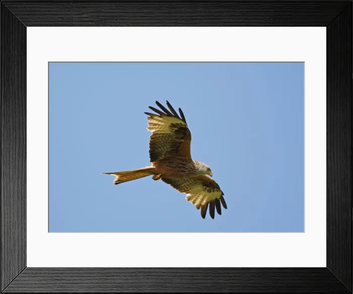 Framed Print : Red Kites - in flight Framed Print : Red Kites - in flight