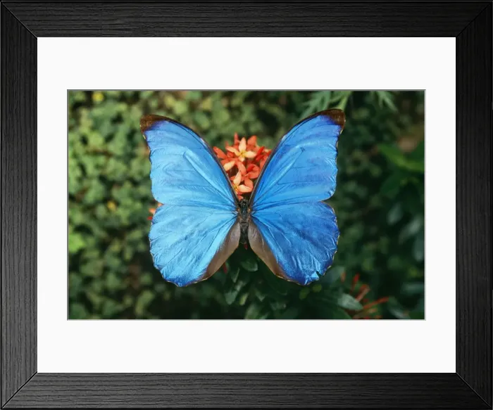 Framed Print : Morpho Butterfly - Costa Rica Framed Print : Morpho Butterfly - Costa Rica