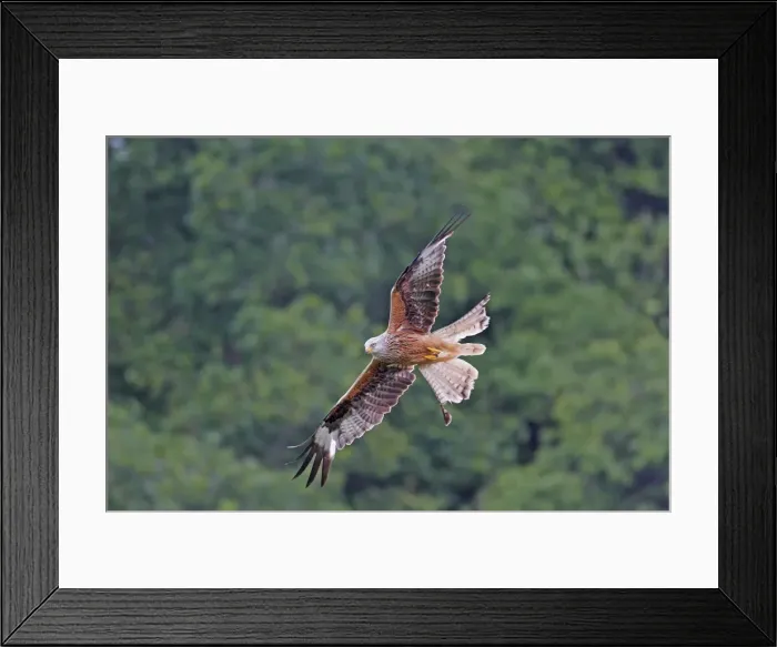 Framed Print : Red Kite - in flight Framed Print : Red Kite - in flight