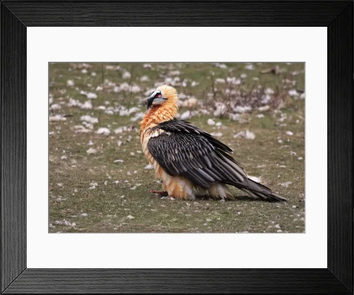 Framed Print : Lammergeier / Bearded Vulture. Cap de Boumort - Catalonia - Spain Framed Print : Lammergeier / Bearded Vulture. Cap de Boumort - Catalonia - Spain