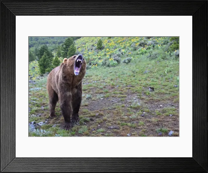 Framed Print : Grizzly bear - roaring / calling. Montana - USA Framed Print : Grizzly bear - roaring / calling. Montana - USA