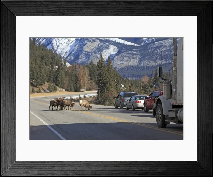 Framed Print : Rocky Mountain Bighorn Sheep - licking to get the salt & minerals off the road. Jasper National Park - Rocky Mountains - Alberta - Canada Framed Print : Rocky Mountain Bighorn Sheep - licking to get the salt & minerals off the road. Jasper National Park - Rocky Mountains - Alberta - Canada