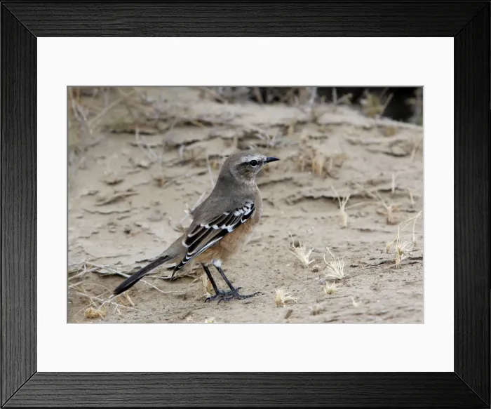 Framed Print : Patagonian Mockingbird. Valdes peninsula - Argentina Framed Print : Patagonian Mockingbird. Valdes peninsula - Argentina