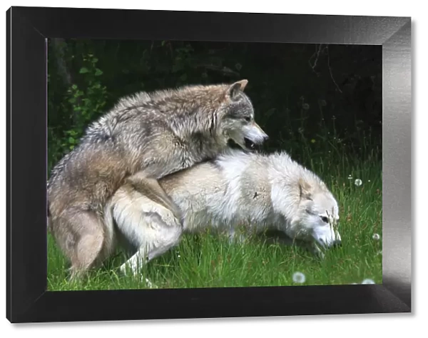 Grey  /  Timber Wolf - Adults mating. Montana - United States