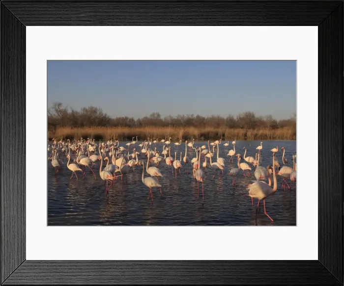 Framed Print : Greater Flamingo - group / flock in water. Pont-de-Gau ornithological park - Saintes Maries de la Mer - Camargue - Bouches du Rhone - France Framed Print : Greater Flamingo - group / flock in water. Pont-de-Gau ornithological park - Saintes Maries de la Mer - Camargue - Bouches du Rhone - France