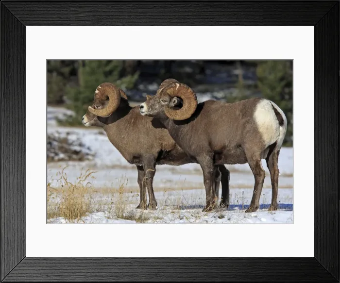 Framed Print : Rocky Mountain Bighorn Sheep - male smelling / scenting female. Jasper National Park - Rocky Mountains - Alberta - Canada Framed Print : Rocky Mountain Bighorn Sheep - male smelling / scenting female. Jasper National Park - Rocky Mountains - Alberta - Canada