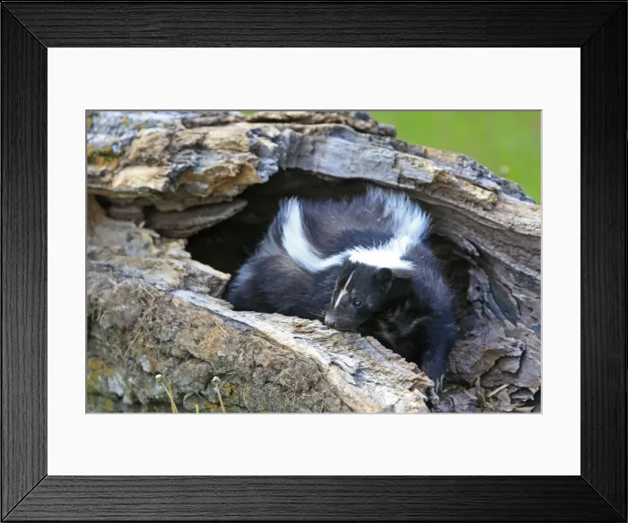 Framed Print : Striped Skunk. Minnesota - United States Framed Print : Striped Skunk. Minnesota - United States