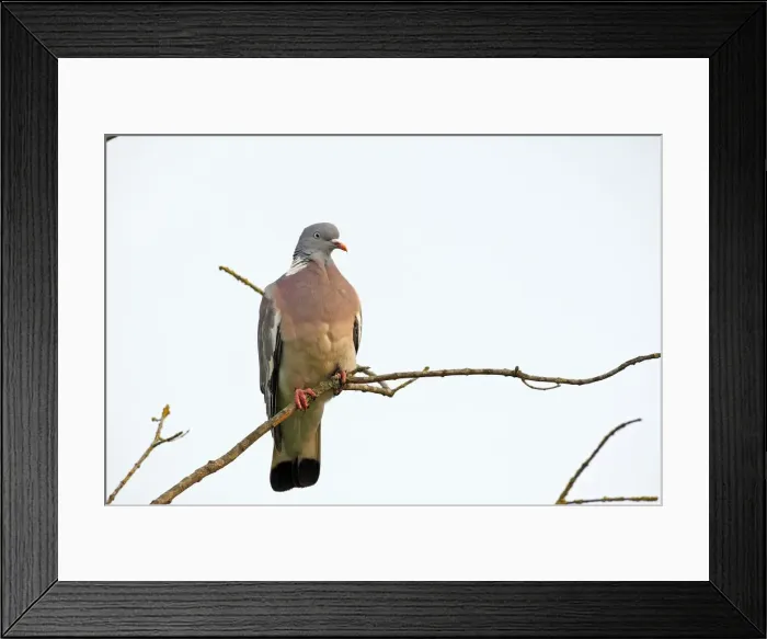 Framed Print : Wood pigeon - perched in tree Framed Print : Wood pigeon - perched in tree
