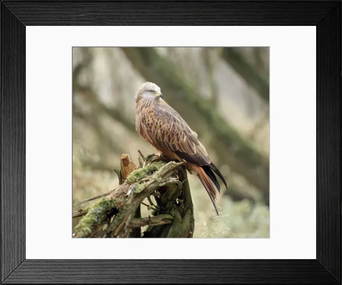 Framed Print : Red Kite. ZT-10. RED KITE - perched. Europe