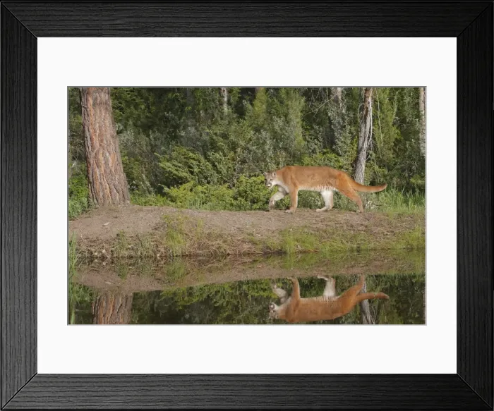 Framed Print : Cougar / Mountain Lion / Puma. Montana - United States Framed Print : Cougar / Mountain Lion / Puma. Montana - United States