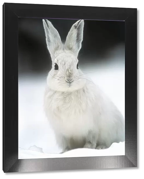 Snowshoe Hare  /  Varying Hare - in snow
