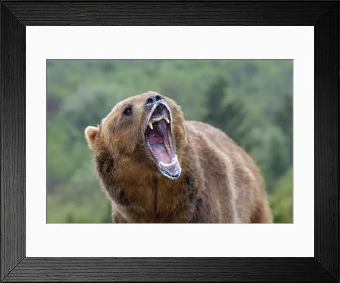 Framed Print : Grizzly bear - roaring / callling. Montana - USA Framed Print : Grizzly bear - roaring / callling. Montana - USA