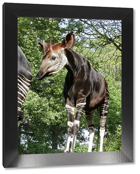 Okapi - male. In captivity