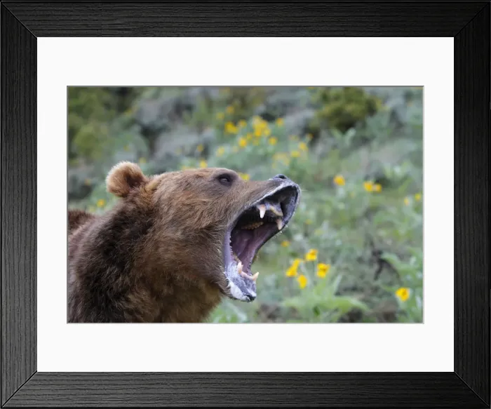 Framed Print : Grizzly bear - roaring / callling. Montana - USA Framed Print : Grizzly bear - roaring / callling. Montana - USA