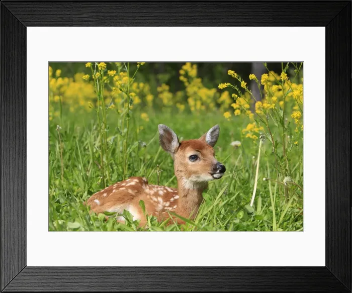 Framed Print : White-tailed Deer - fawn. Minnesota - United States