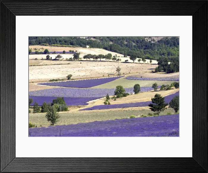 Framed Print : Lavandin - Lavender Major properties: anti-infective, spasmolytic, analgesic, local anesthetic, diuretics, worming, calming, anti-depressive, healing. Sault Vaucluse France