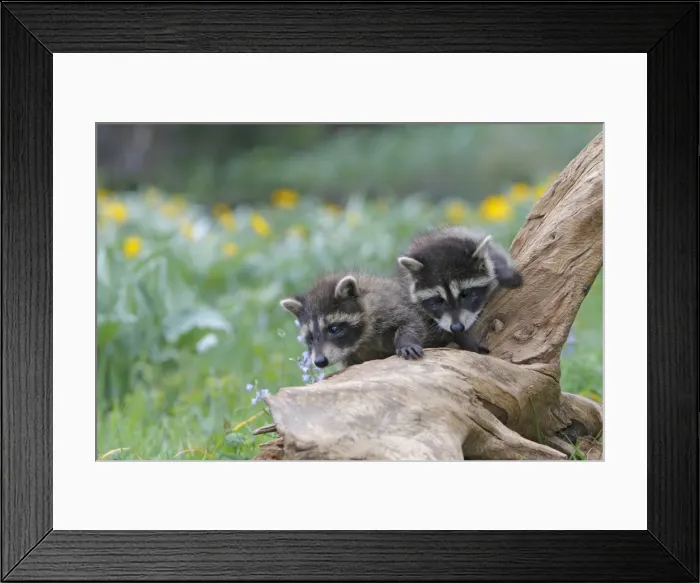 Framed Print : Raccoon - baby. Montana - United States Framed Print : Raccoon - baby. Montana - United States