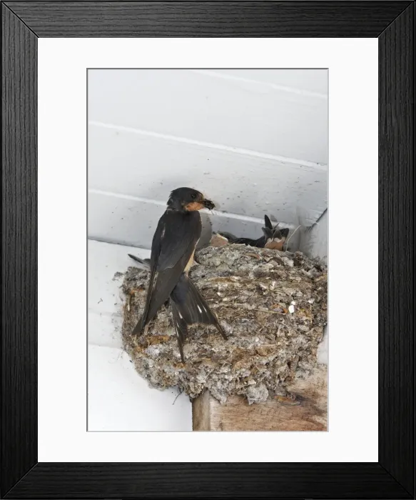 Framed Print : Barn Swallow - at nest with food. Lagoon Cove near Knight Inlet - British Columbia - Canada Framed Print : Barn Swallow - at nest with food. Lagoon Cove near Knight Inlet - British Columbia - Canada