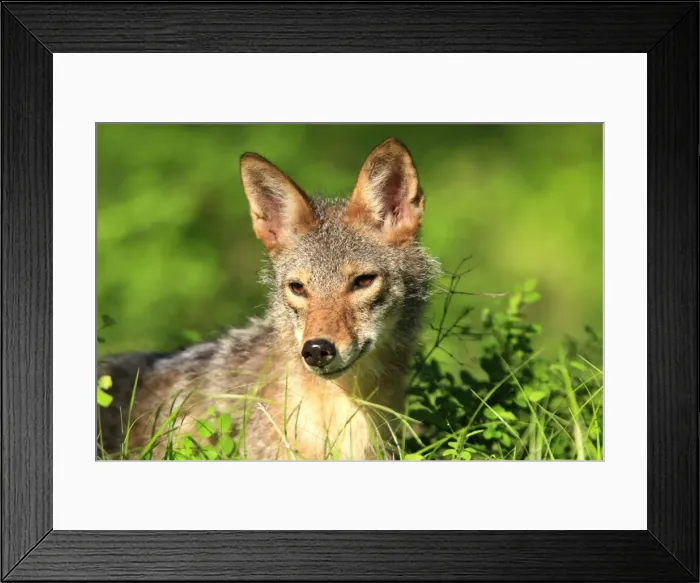 Framed Print : Coyote - Adult. Montana - USA