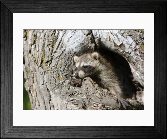 Framed Print : Raccoon - baby. Minnesota - USA Framed Print : Raccoon - baby. Minnesota - USA