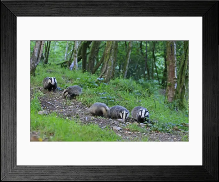 Framed Print : European Badger - group in woodland Framed Print : European Badger - group in woodland