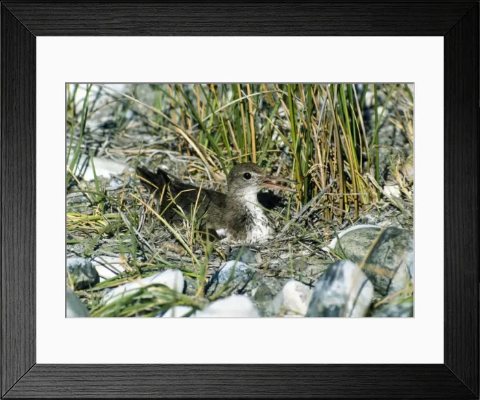 Framed Print : Spotted Sandpiper - on nest Framed Print : Spotted Sandpiper - on nest