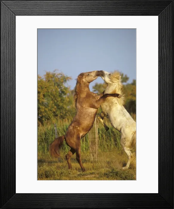 Framed Print : Camargue Horse - x 2 fighting Framed Print : Camargue Horse - x 2 fighting
