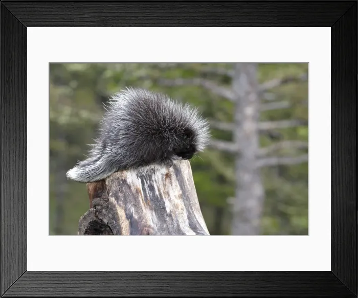 Framed Print : North American Porcupine - Baby. Montana - USA Framed Print : North American Porcupine - Baby. Montana - USA