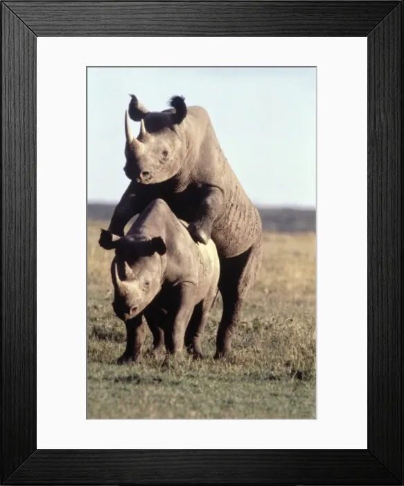Framed Print : Black Rhino / Hooked-Lipped Rhinoceros Framed Print : Black Rhino / Hooked-Lipped Rhinoceros