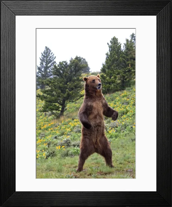 Framed Print : Grizzly bear - on hind legs. Montana - USA Framed Print : Grizzly bear - on hind legs. Montana - USA