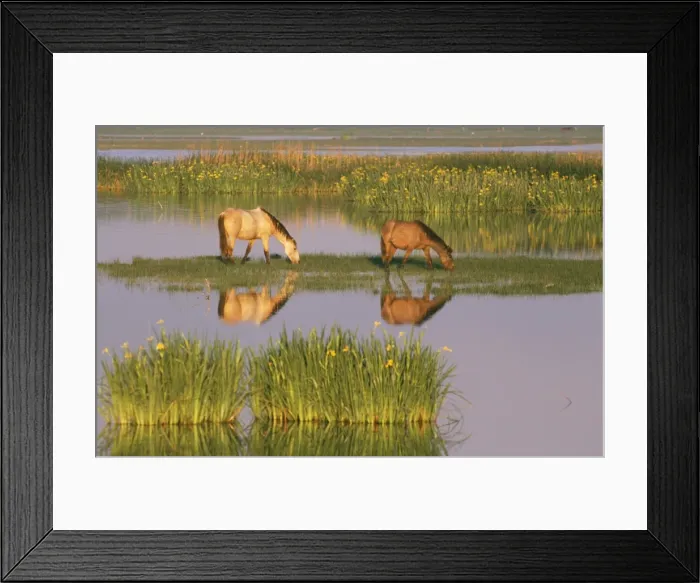 Framed Print : Horses in marsh, Coto Donana National Park - Spain Framed Print : Horses in marsh, Coto Donana National Park - Spain