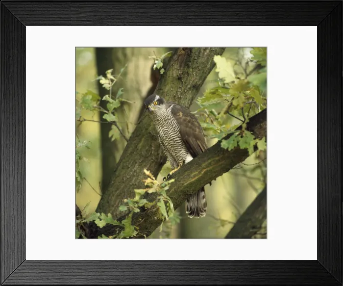 Framed Print : Goshawk. ZT-160. GOSHAWK - PERCHING IN TREE Framed Print : Goshawk. ZT-160. GOSHAWK - PERCHING IN TREE