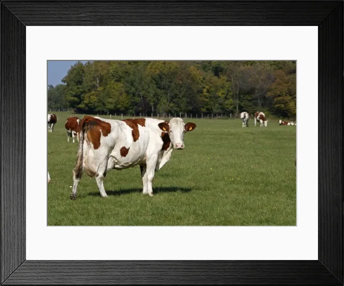 Framed Print : Cattle - cows in field Framed Print : Cattle - cows in field