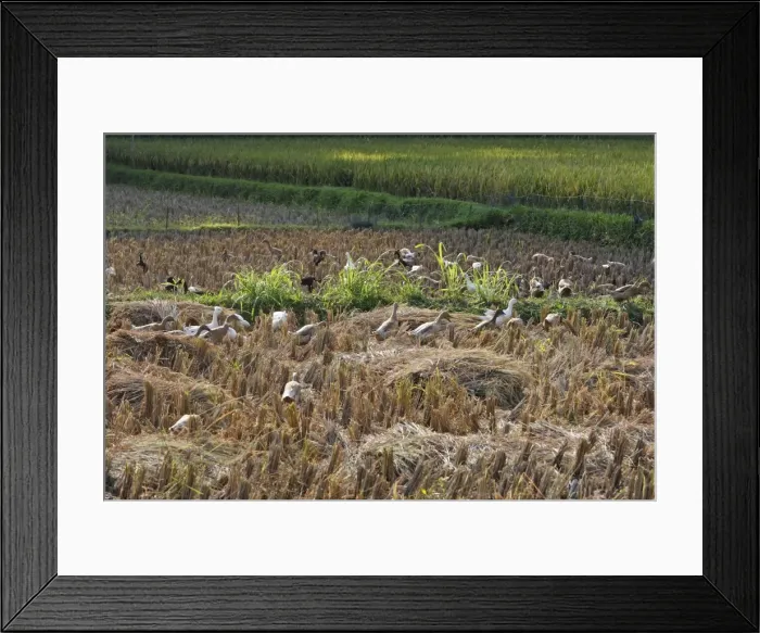 Framed Print : Ducks - grazing in rice fields - Bali near Ubud - Indonesia Framed Print : Ducks - grazing in rice fields - Bali near Ubud - Indonesia