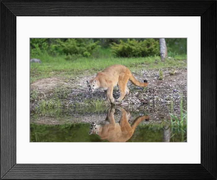 Framed Print : Cougar / Mountain Lion / Puma. Montana - United States Framed Print : Cougar / Mountain Lion / Puma. Montana - United States