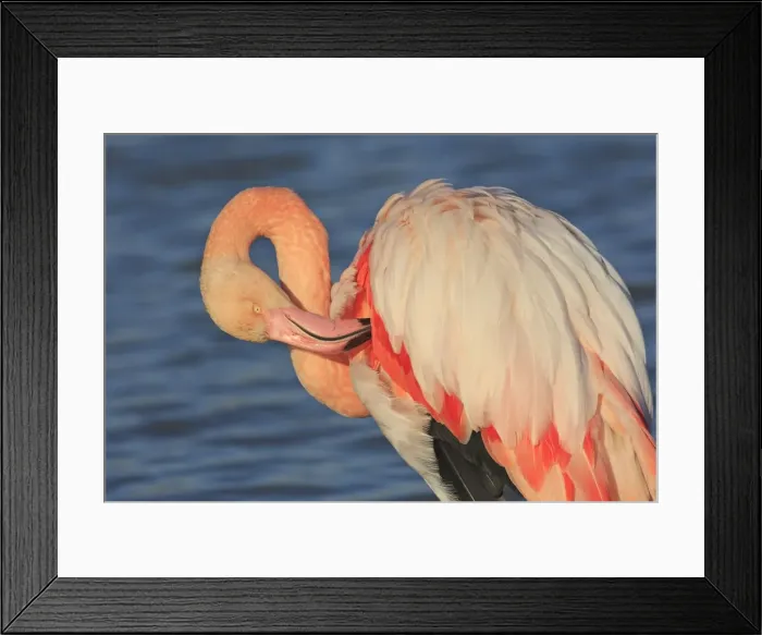 Framed Print : Greater Flamingo - in water grooming. Pont-de-Gau ornithological park - Saintes Maries de la Mer - Camargue - Bouches du Rhone - France Framed Print : Greater Flamingo - in water grooming. Pont-de-Gau ornithological park - Saintes Maries de la Mer - Camargue - Bouches du Rhone - France