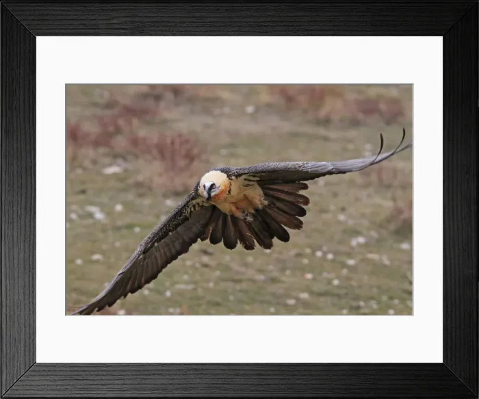 Framed Print : Lammergeier / Bearded Vulture - adult in flight at feeding station. Pyrenees - Spain Framed Print : Lammergeier / Bearded Vulture - adult in flight at feeding station. Pyrenees - Spain