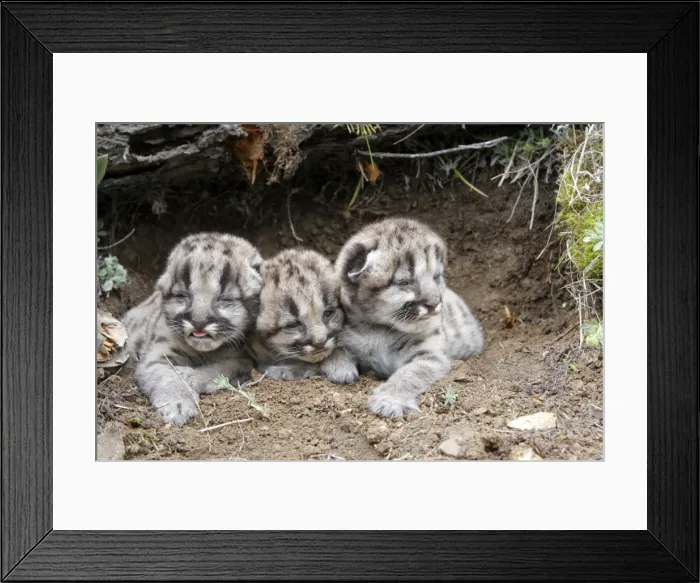 Framed Print : Cougar / Mountain Lion - Babies 3 days old. Montana - USA Framed Print : Cougar / Mountain Lion - Babies 3 days old. Montana - USA