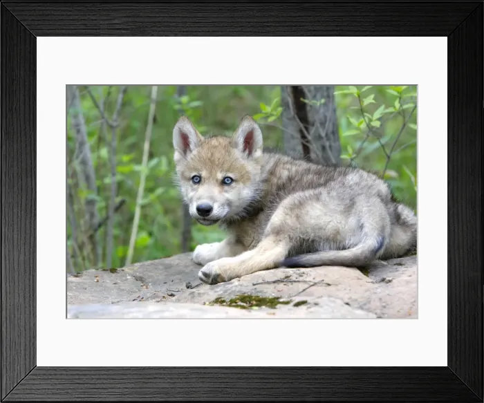 Framed Print : Grey  /  Timber Wolf - three month old pup. Minnesota - United States