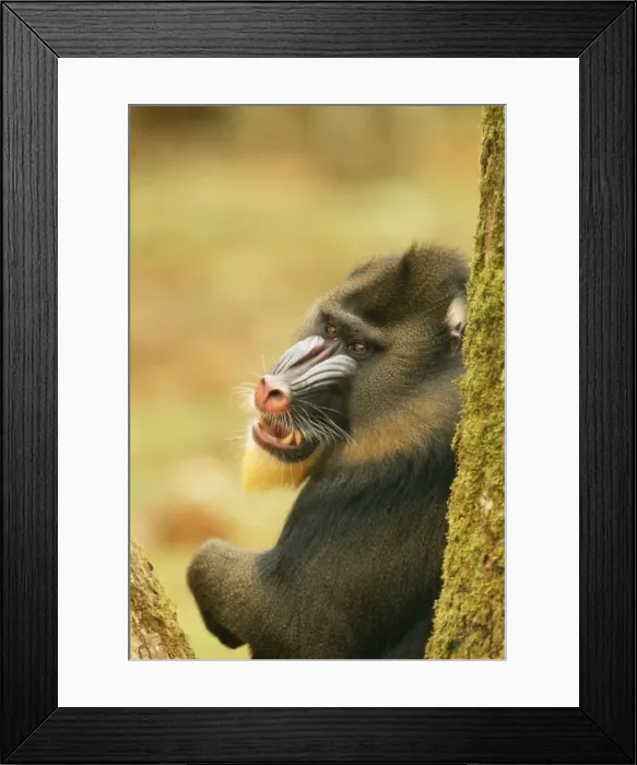 Framed Print : Mandrill Baboon Framed Print : Mandrill Baboon