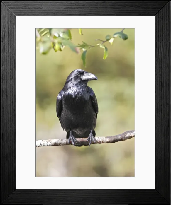 Framed Print : Common Raven. Glendale Cove - Knight Inlet - British Colombia - Canada Framed Print : Common Raven. Glendale Cove - Knight Inlet - British Colombia - Canada