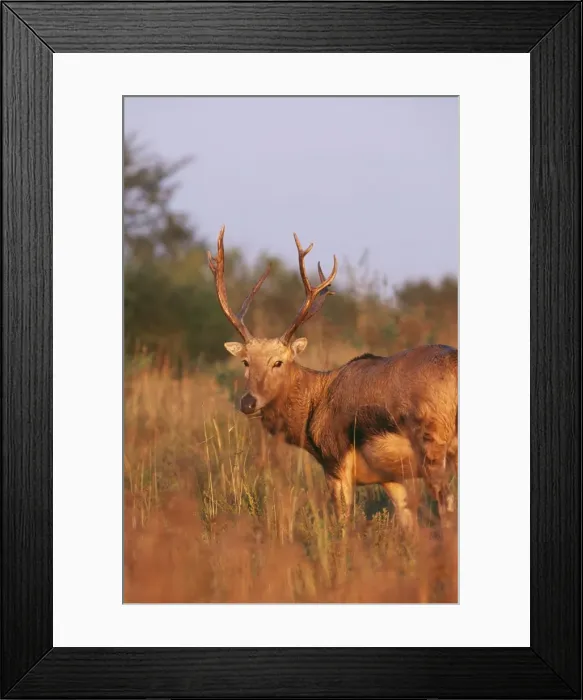 Framed Print : Pere David's Deer - male - extinct in wild - National Zoological Gardens - Pretoria - S. Africa Framed Print : Pere David's Deer - male - extinct in wild - National Zoological Gardens - Pretoria - S. Africa