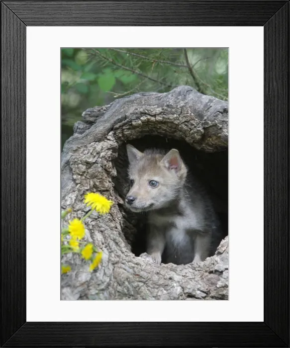 Framed Print : Coyote - 5 week old baby. Montana - USA Framed Print : Coyote - 5 week old baby. Montana - USA