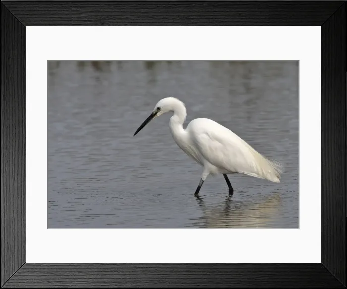Framed Print : Little Egret - in water fishing. France Framed Print : Little Egret - in water fishing. France